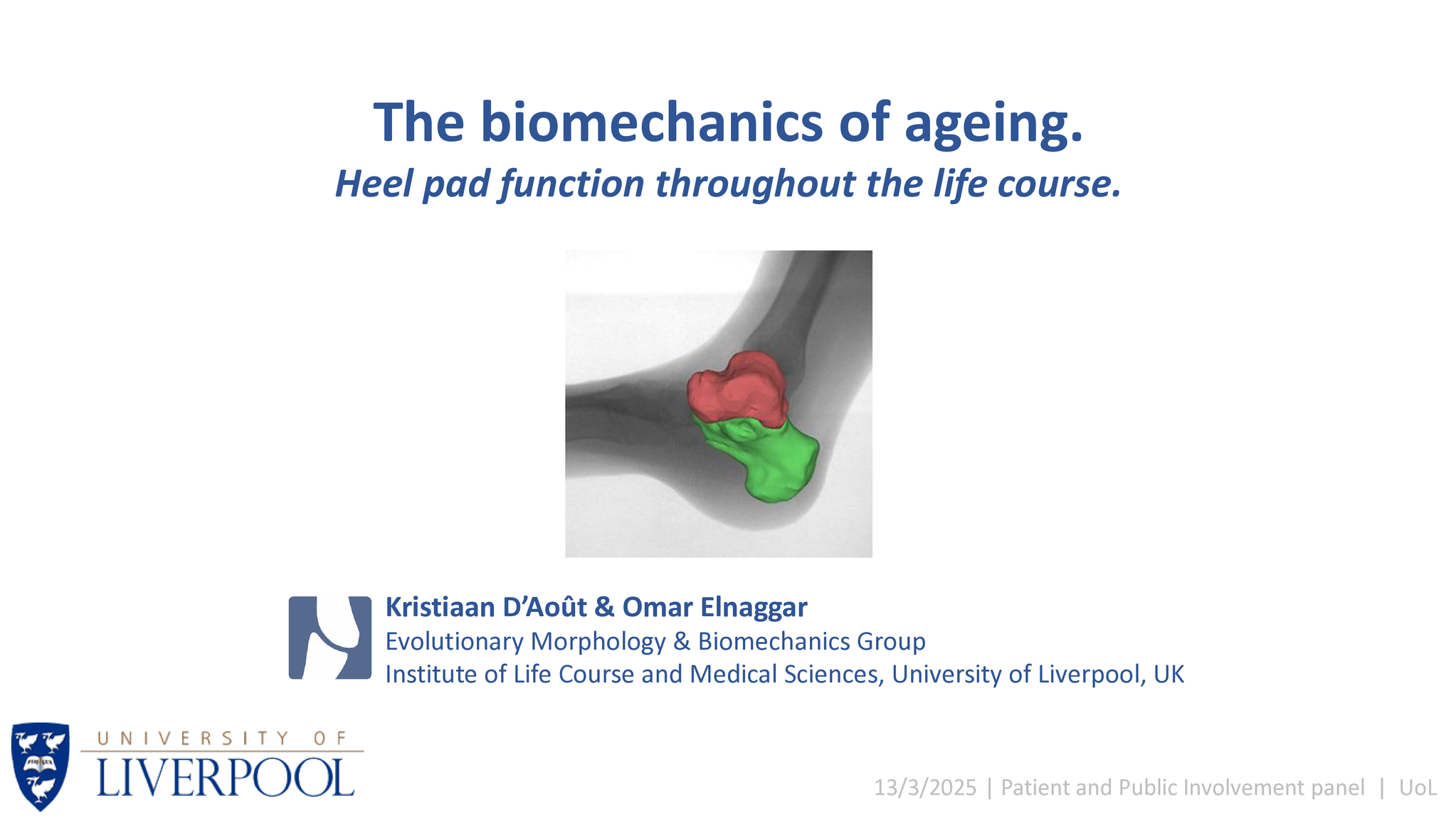 Cover slide: The biomechanics of ageing: Heel pad function throughout the life course.